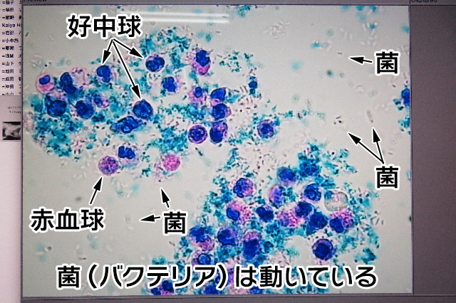 ファイル 6600-4.jpg