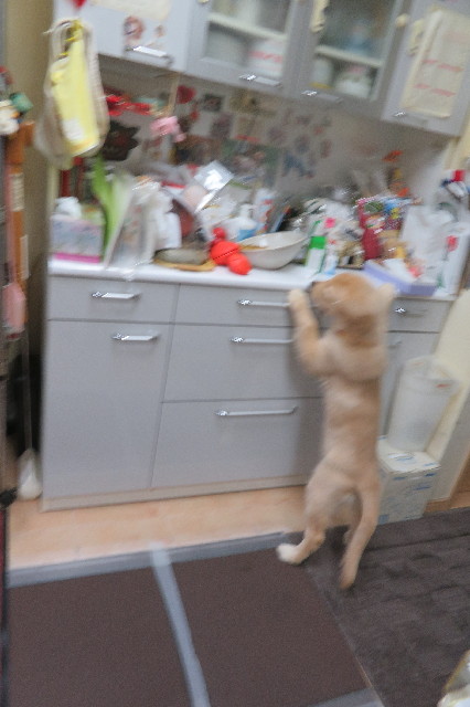 ファイル 6611-3.jpg