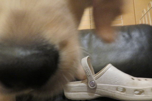 ファイル 6613-3.jpg