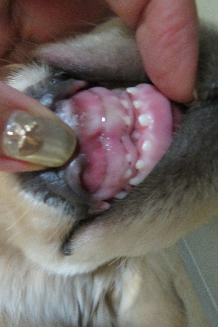 ファイル 6615-5.jpg