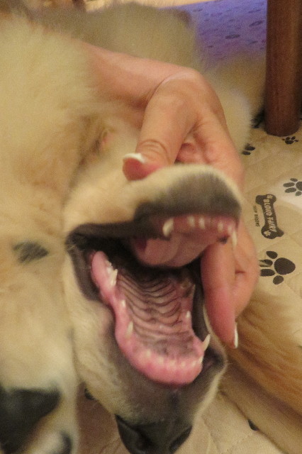 ファイル 6616-1.jpg