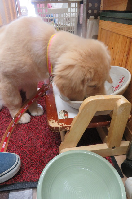 ファイル 6617-1.jpg