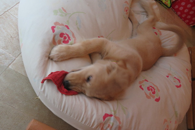 ファイル 6619-5.jpg