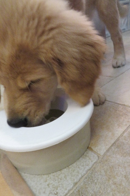 ファイル 6623-2.jpg