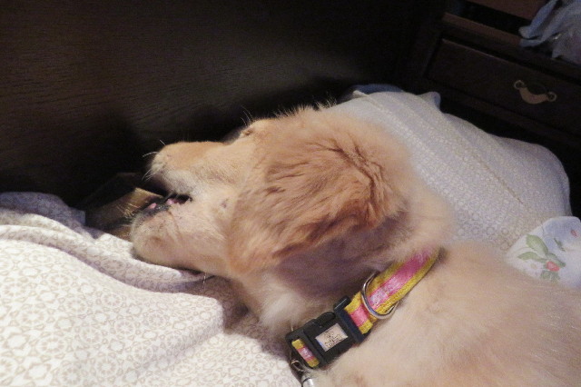 ファイル 6624-4.jpg