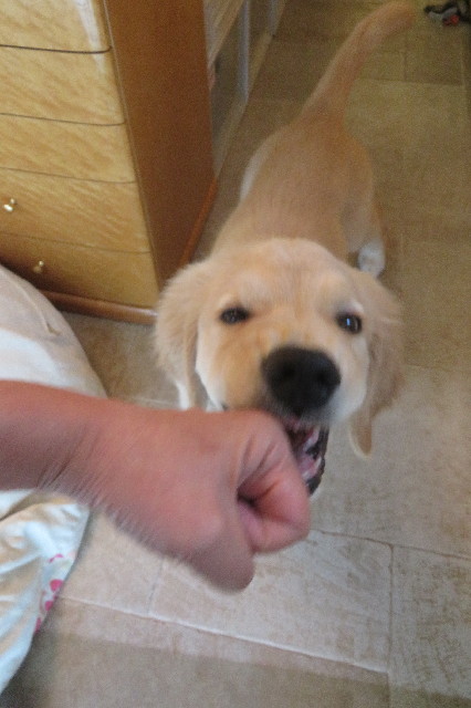 ファイル 6629-2.jpg