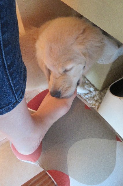 ファイル 6629-4.jpg