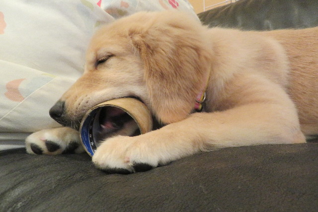 ファイル 6638-3.jpg