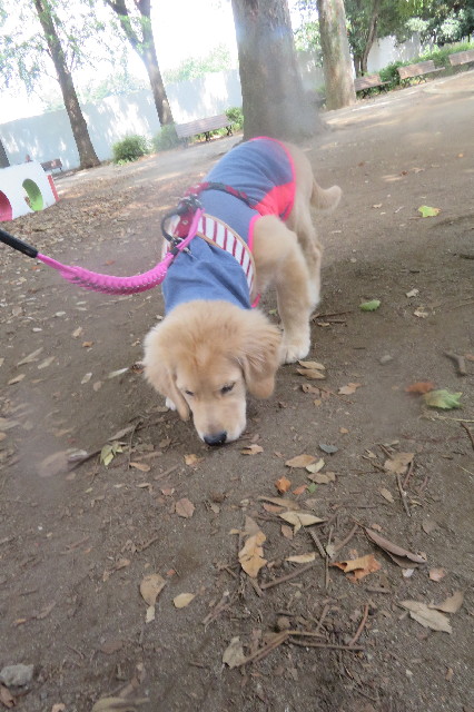 ファイル 6639-3.jpg