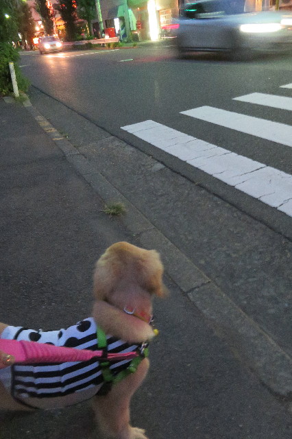 ファイル 6641-5.jpg