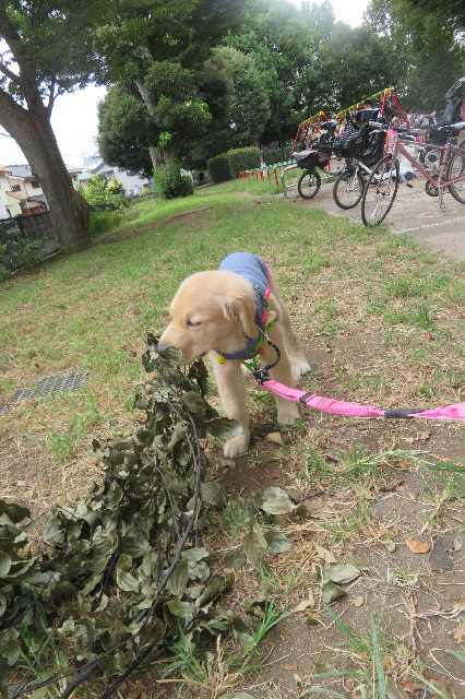 ファイル 6642-1.jpg