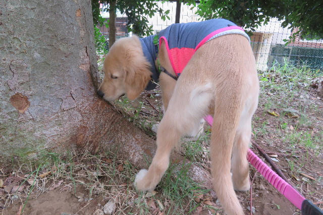 ファイル 6642-2.jpg