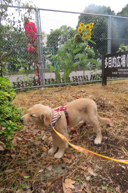 ファイル 6646-5.jpg