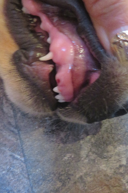 ファイル 6653-1.jpg