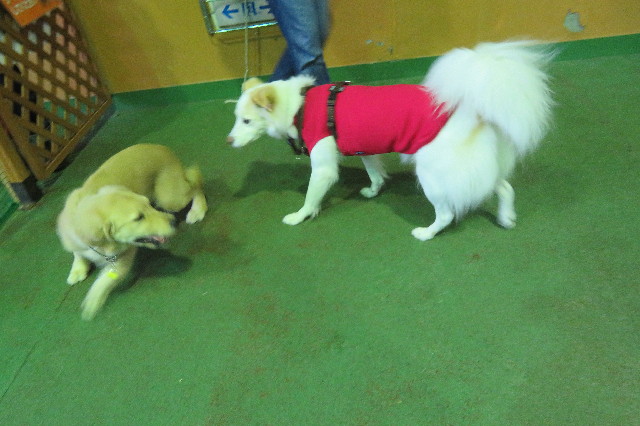 ファイル 6654-2.jpg