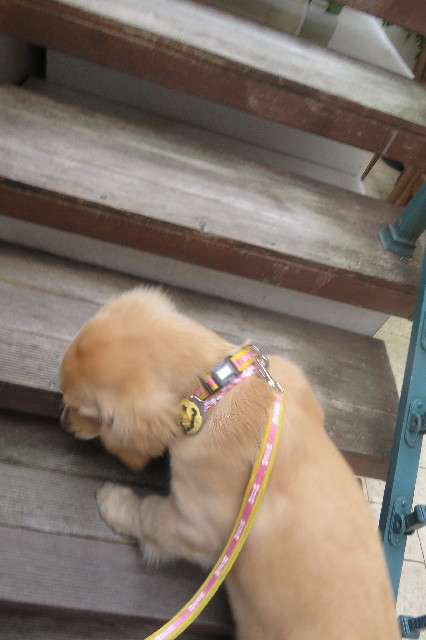 ファイル 6667-4.jpg