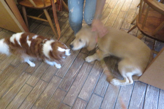 ファイル 6668-1.jpg