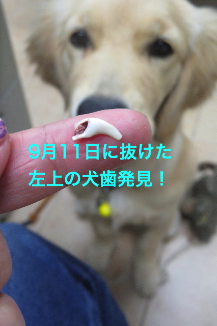 ファイル 6676-2.jpg