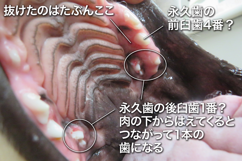 ファイル 6676-3.jpg