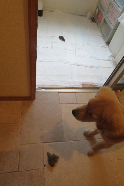 ファイル 6676-4.jpg