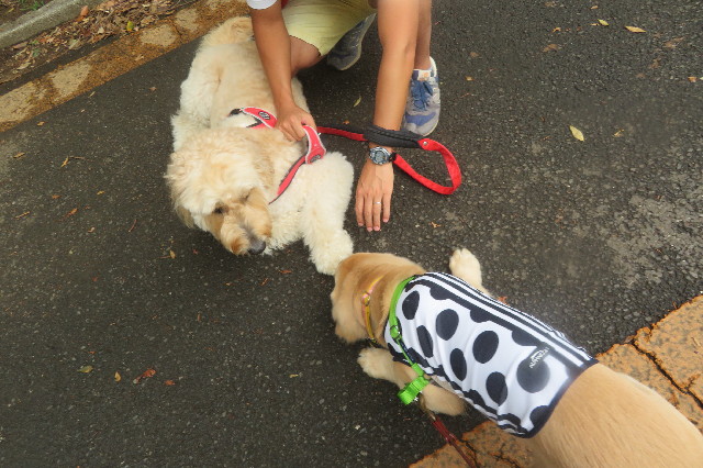 ファイル 6677-1.jpg