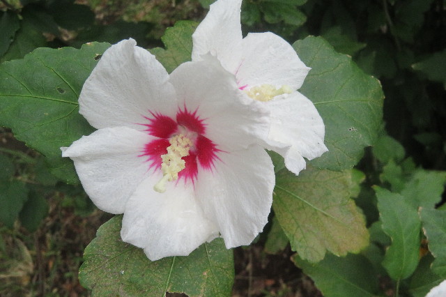 ファイル 6678-4.jpg