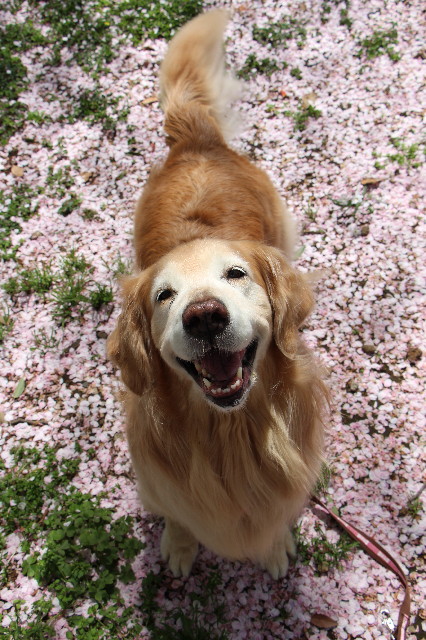 ファイル 6683-1.jpg