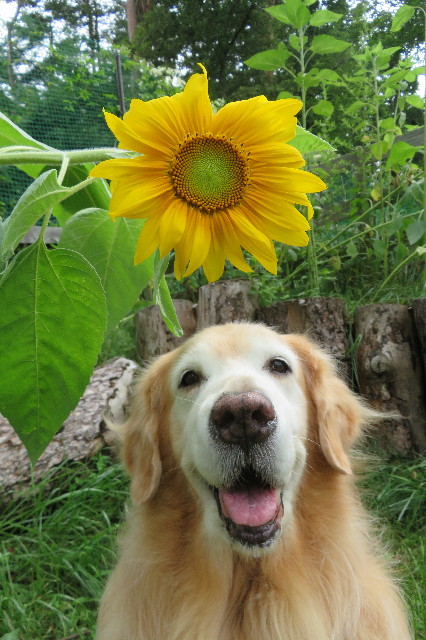 ファイル 6683-3.jpg