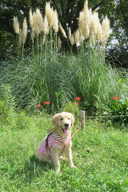 ファイル 6684-5.jpg