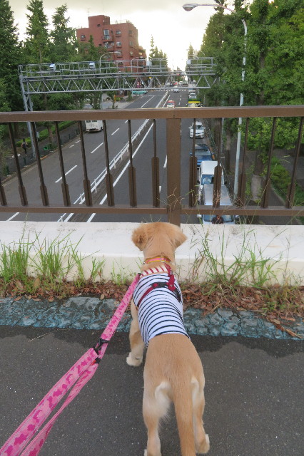 ファイル 6686-1.jpg