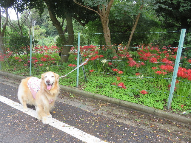 ファイル 6687-1.jpg