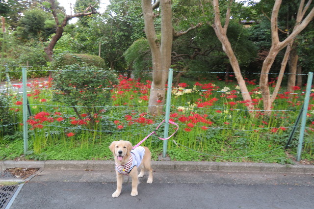 ファイル 6687-2.jpg