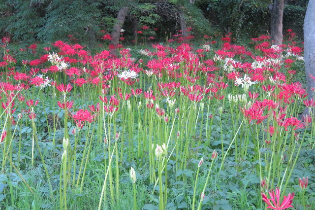 ファイル 6687-4.jpg