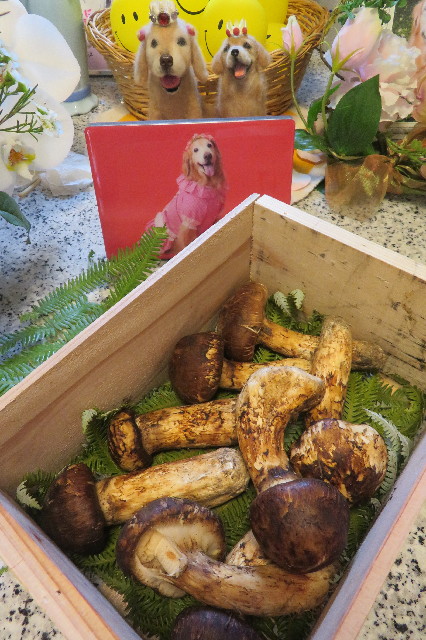 ファイル 6693-1.jpg