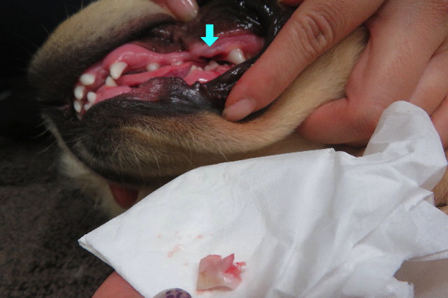 ファイル 6695-4.jpg