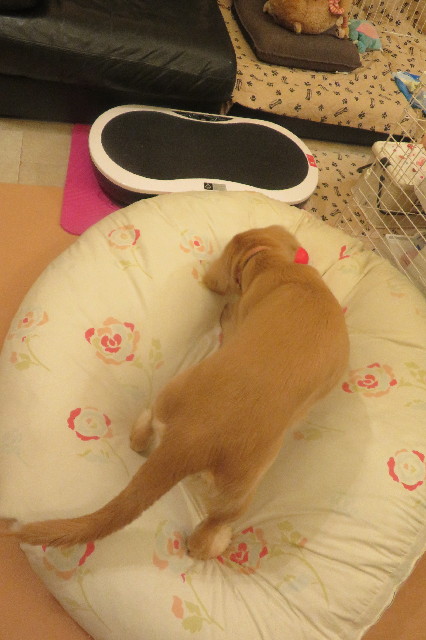 ファイル 6704-4.jpg