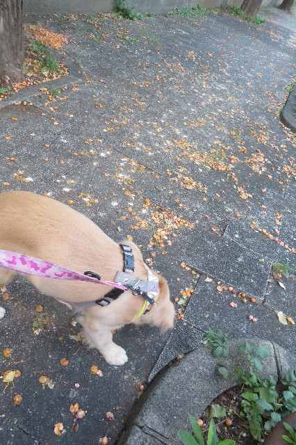 ファイル 6717-1.jpg