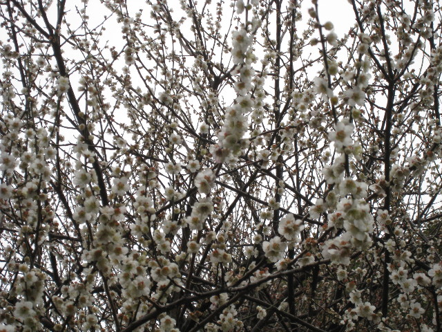 ファイル 673-3.jpg