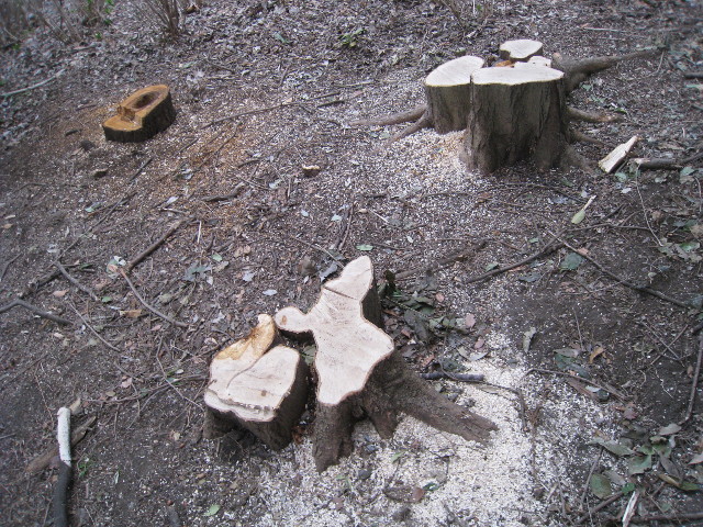 ファイル 673-5.jpg