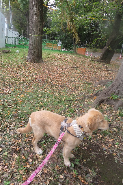 ファイル 6735-1.jpg