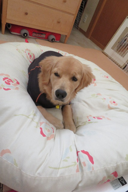 ファイル 6743-4.jpg