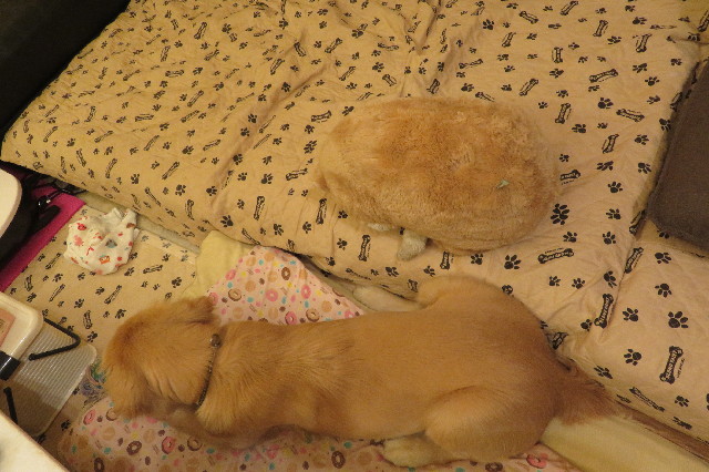 ファイル 6762-1.jpg