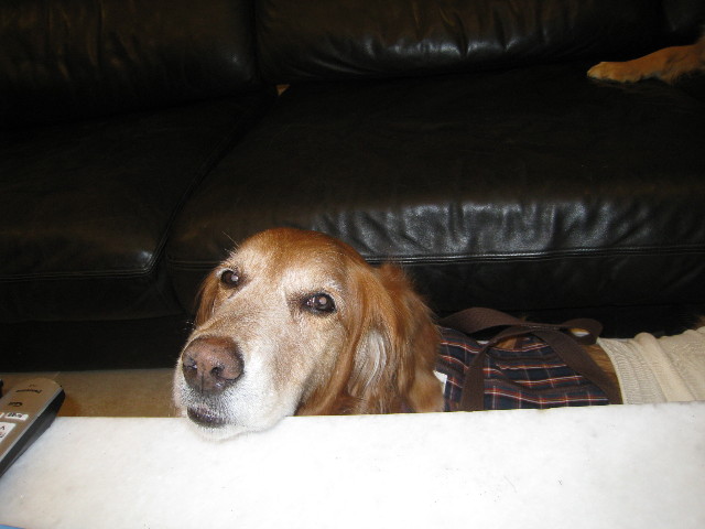 ファイル 677-1.jpg