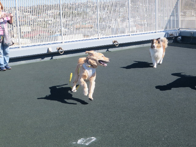 ファイル 6772-4.jpg