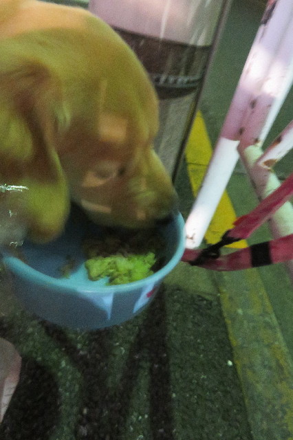 ファイル 6772-5.jpg