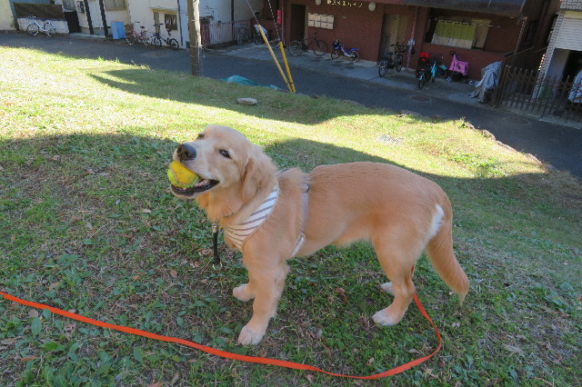 ファイル 6780-5.jpg