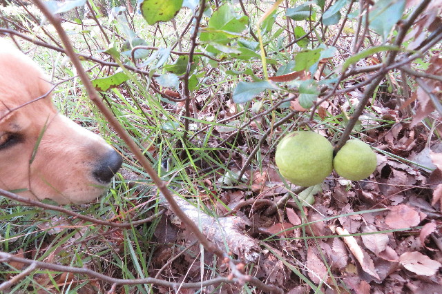 ファイル 6783-4.jpg