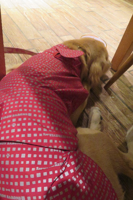 ファイル 6788-4.jpg