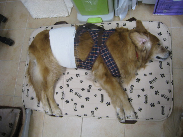 ファイル 679-5.jpg