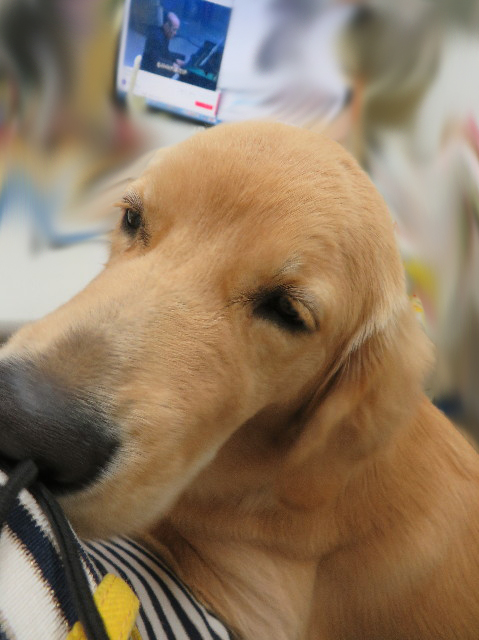 ファイル 6790-1.jpg